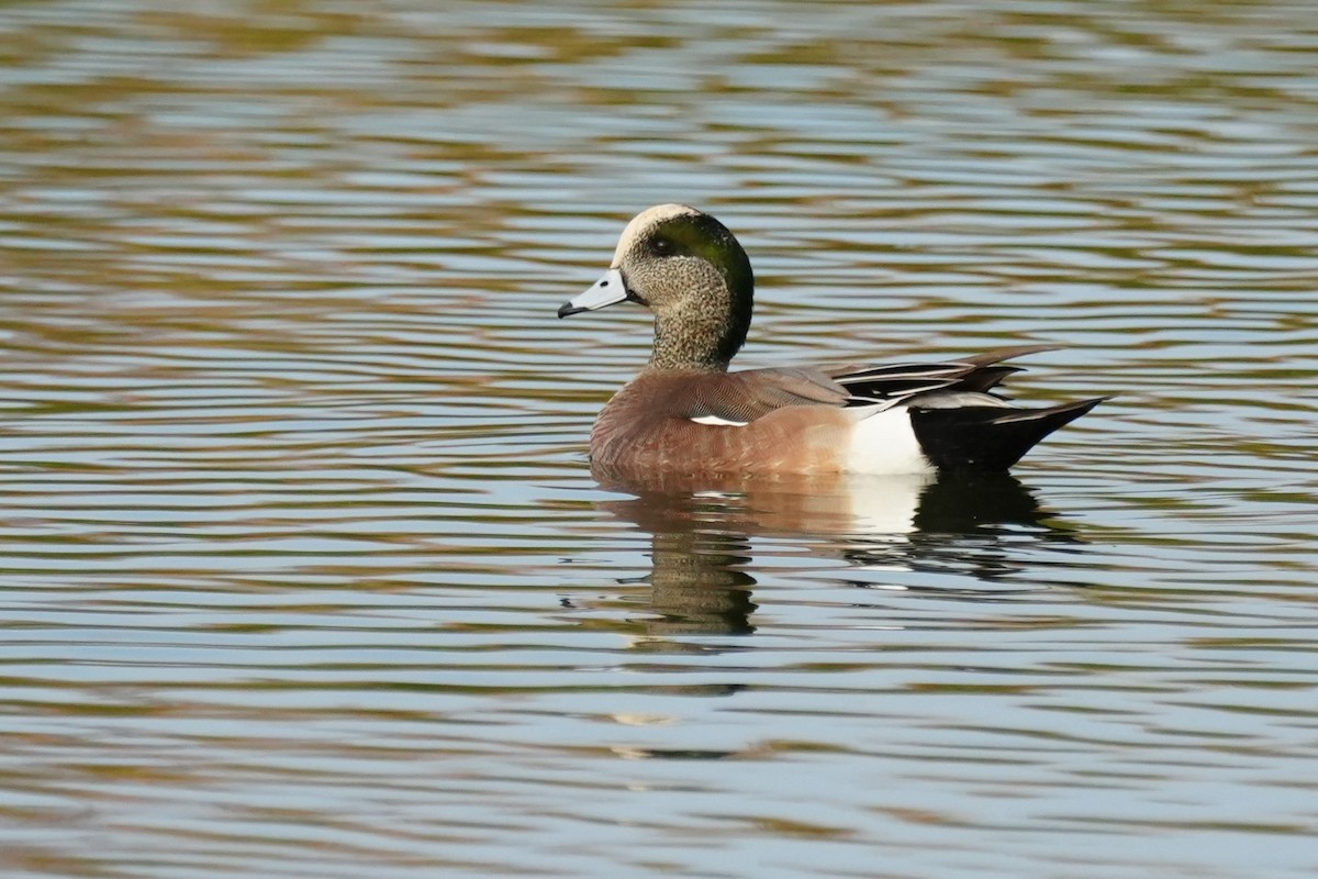 Kanadapfeifente - ML648955425