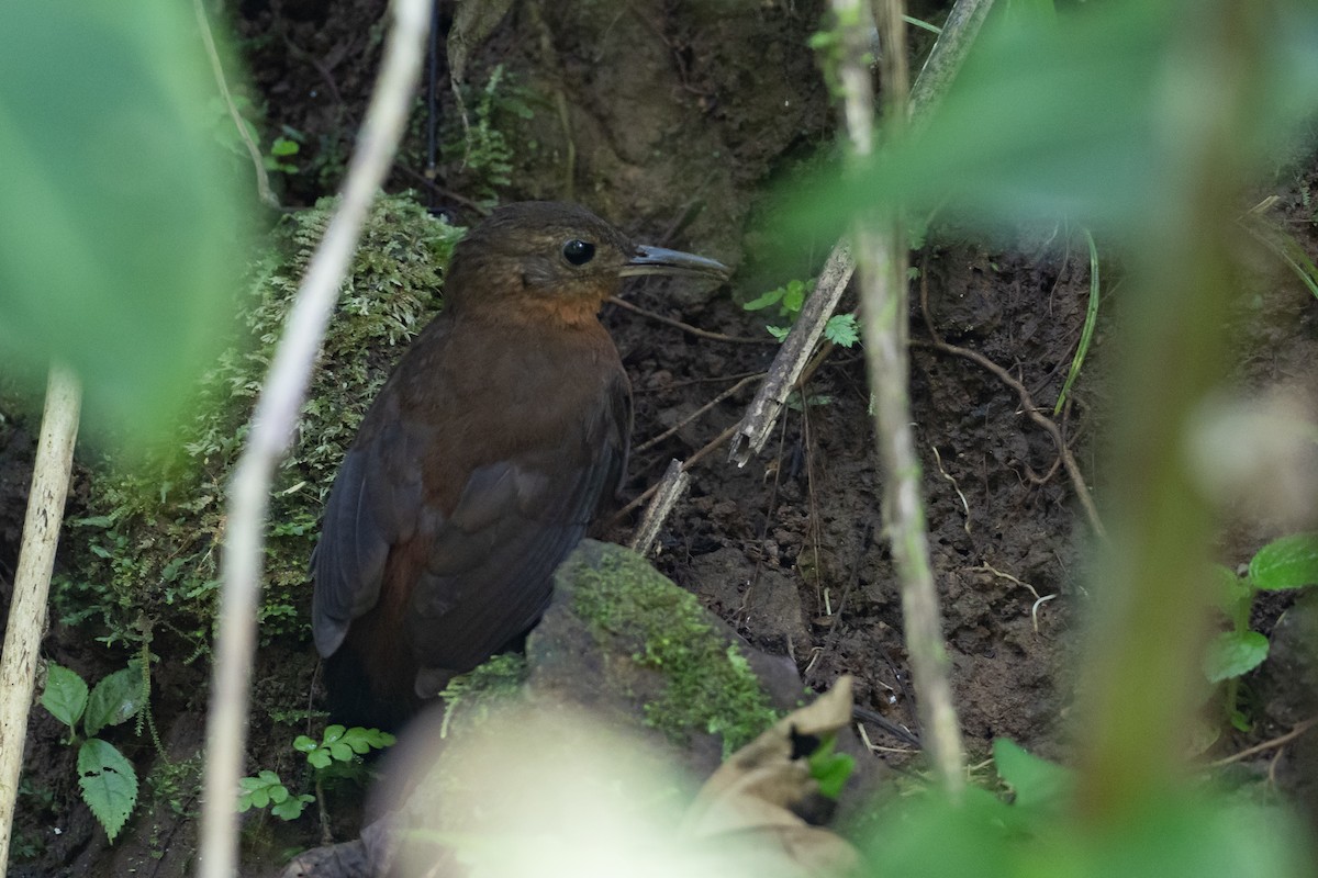 Sclérure à gorge rousse - ML648955444