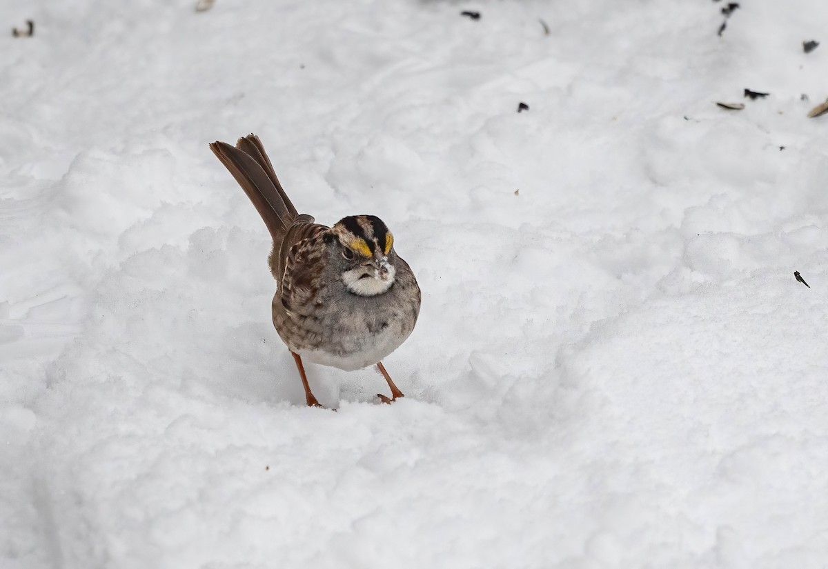 White-throated Sparrow - ML648955715