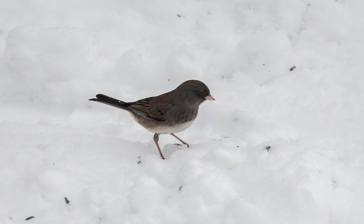Dark-eyed Junco - ML648955760