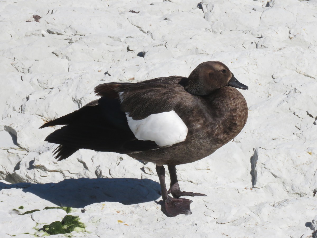Paradise Shelduck - ML648955779