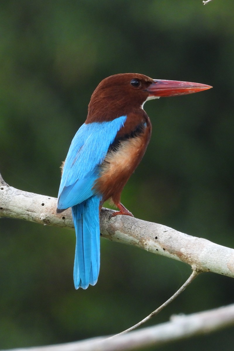 İzmir Yalıçapkını - ML648956047