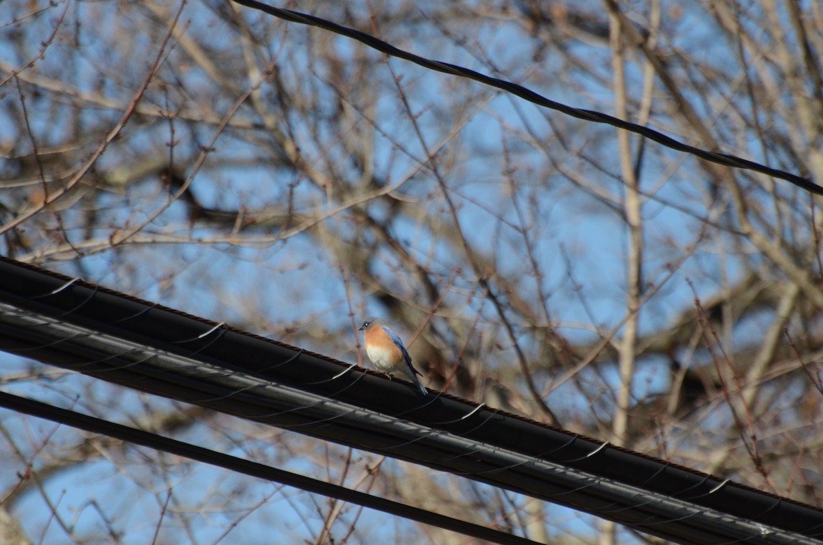 Eastern Bluebird - ML648956116
