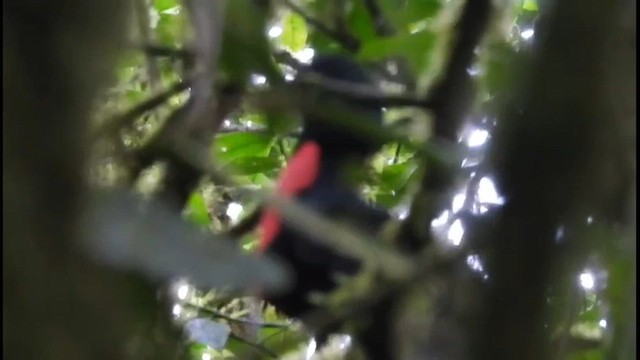 vranucha středoamerická - ML648956131