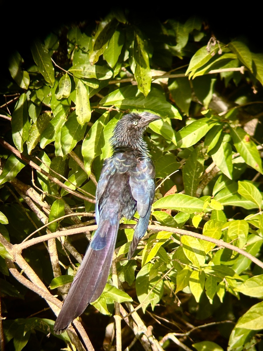 Greater Ani - ML648956208