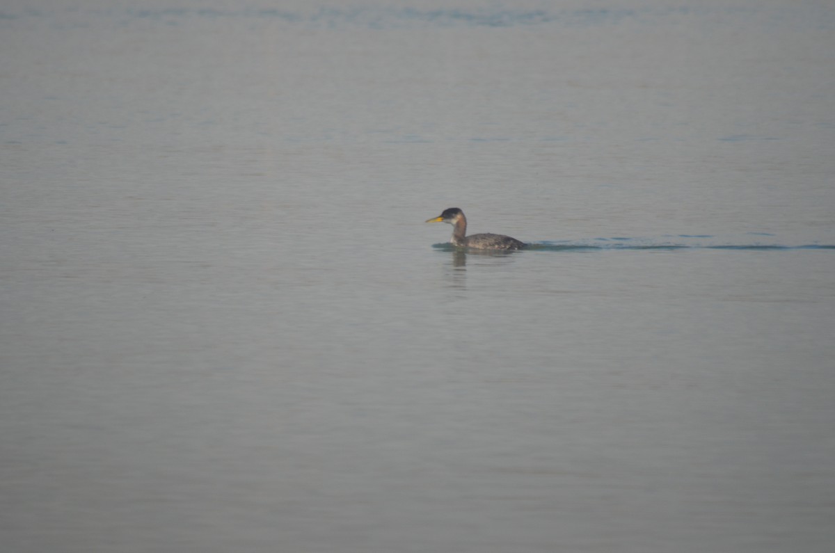 Red-necked Grebe - ML648956223