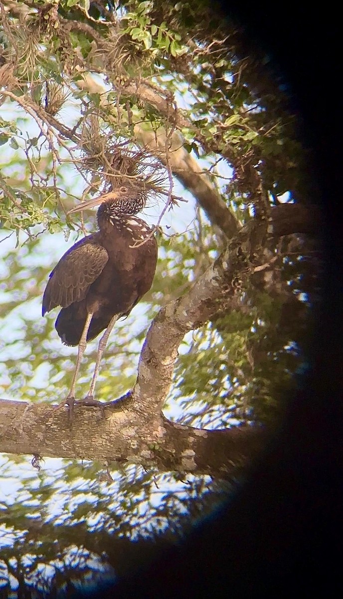 Limpkin - ML648956243