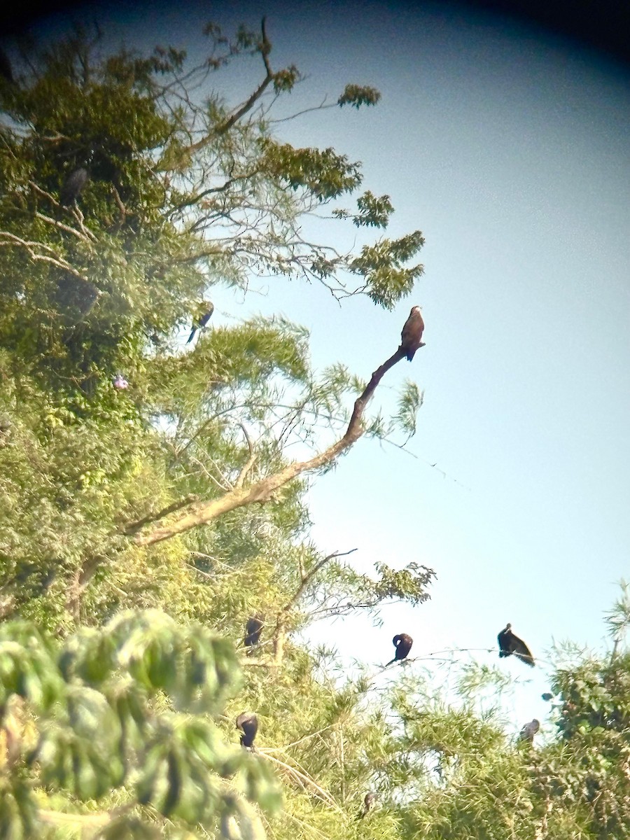 Osprey - ML648956289