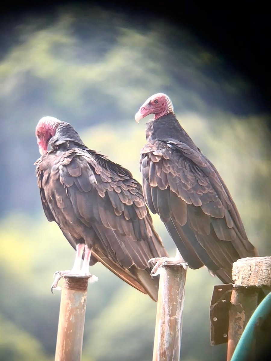 Turkey Vulture - ML648956337