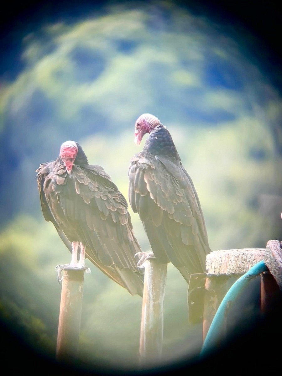 Turkey Vulture - ML648956346