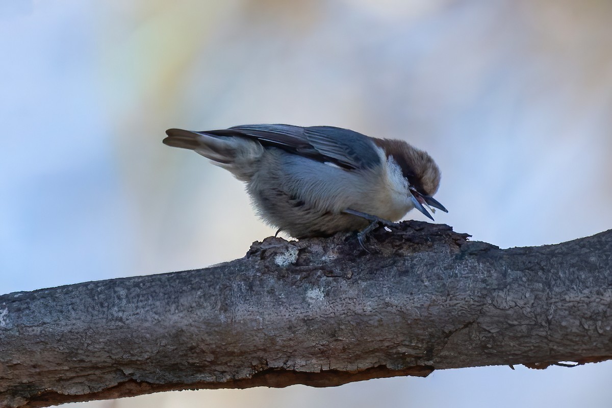 Brown-headed Nuthatch - ML648956352