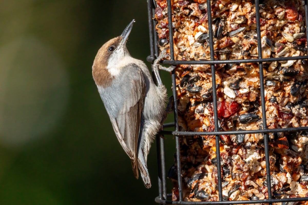 Brown-headed Nuthatch - ML648956353