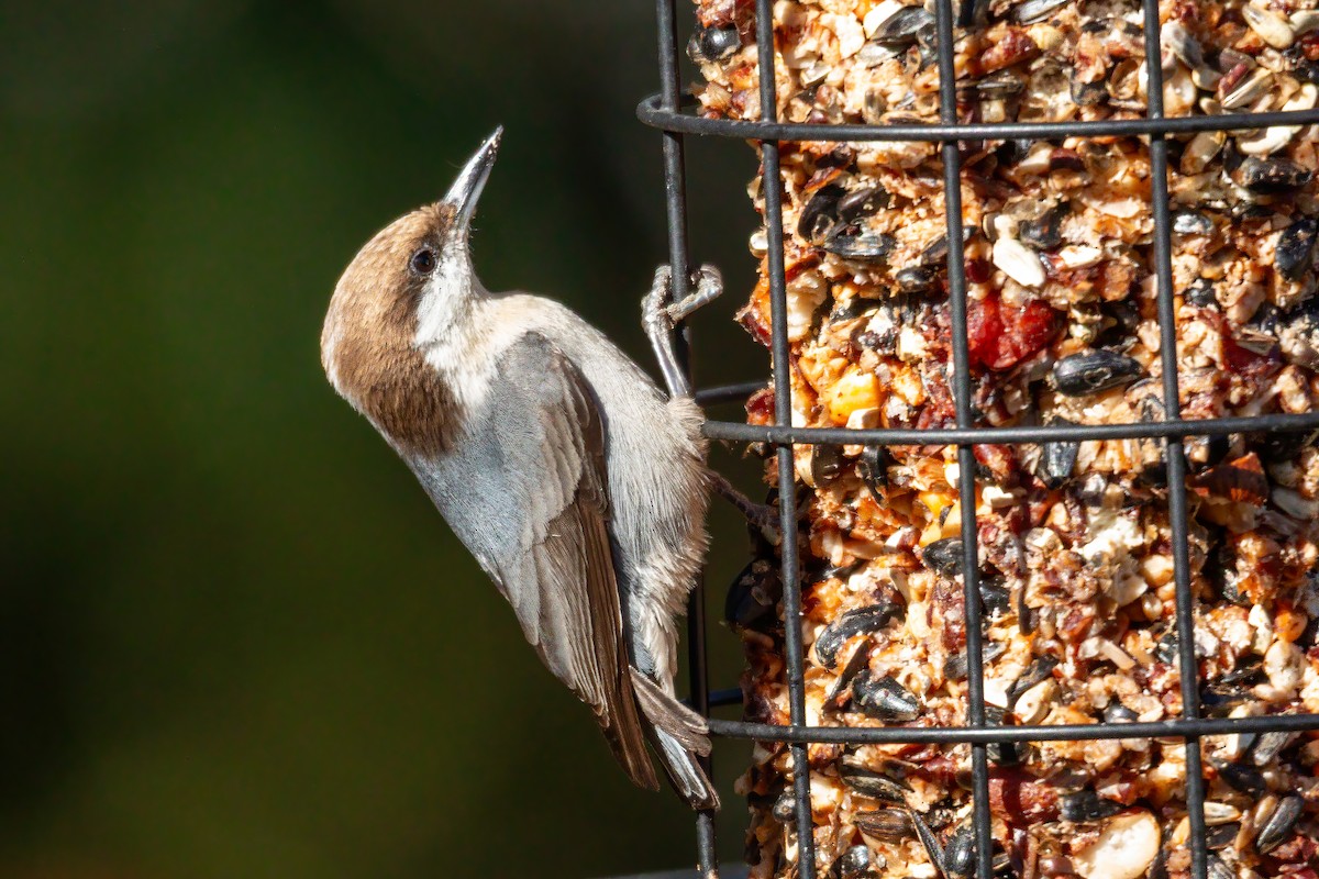 Brown-headed Nuthatch - ML648956354