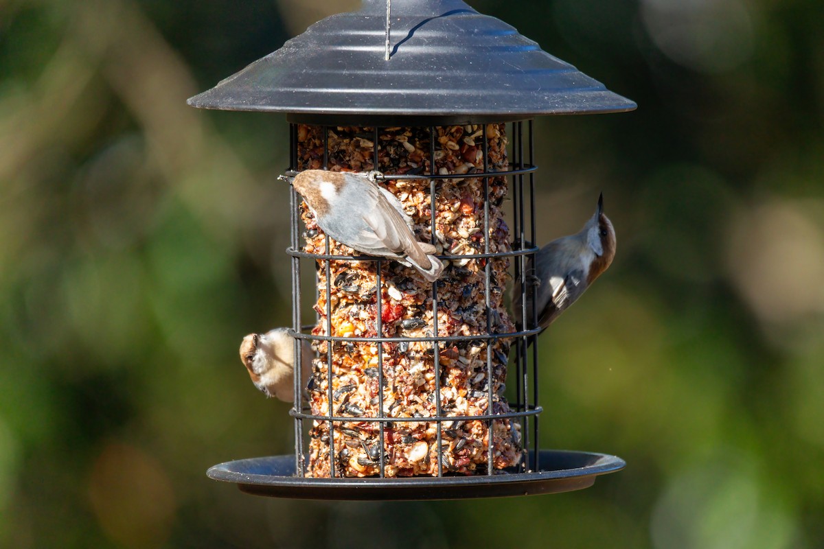 Brown-headed Nuthatch - ML648956355