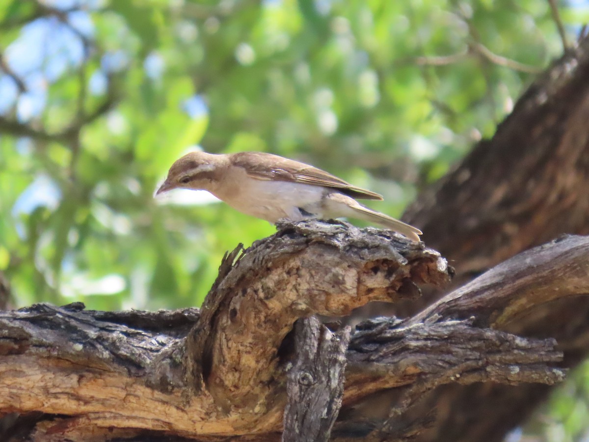 Moineau bridé - ML648956358