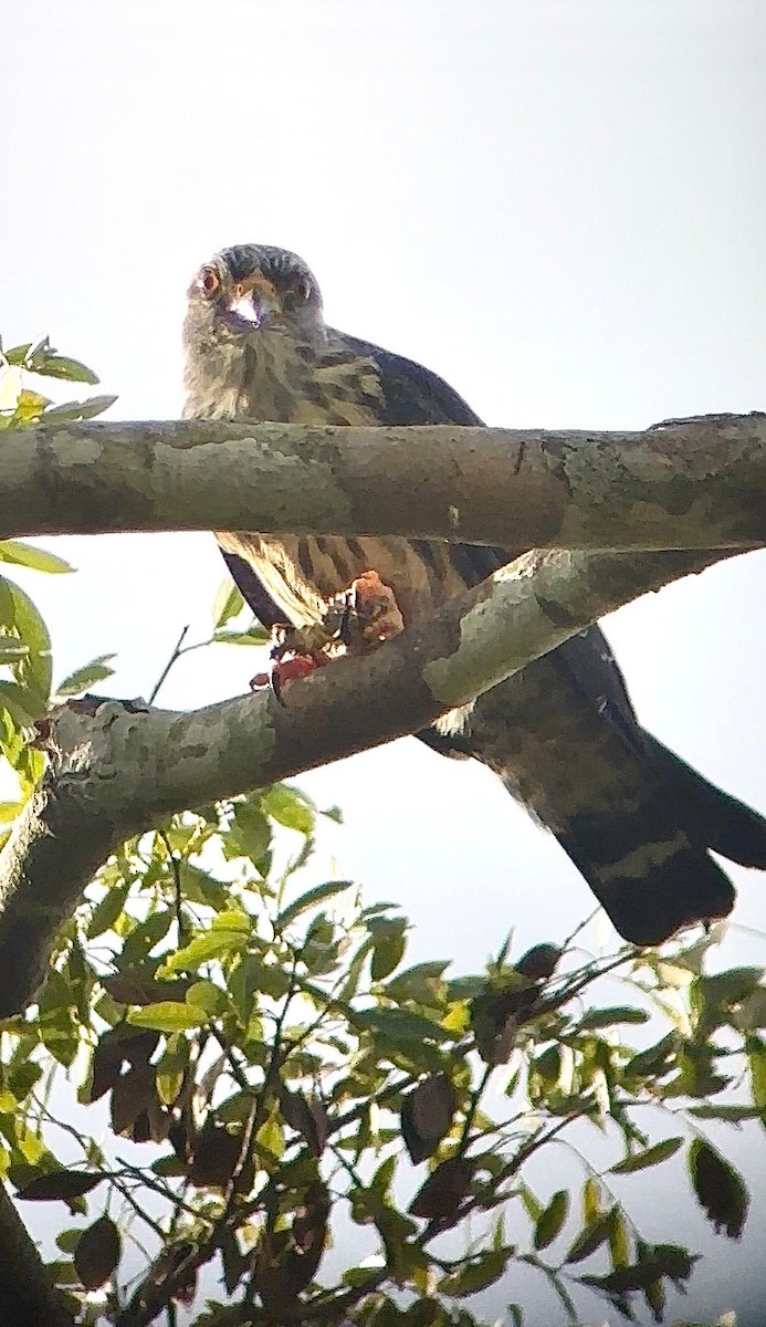 Plumbeous Kite - ML648956375