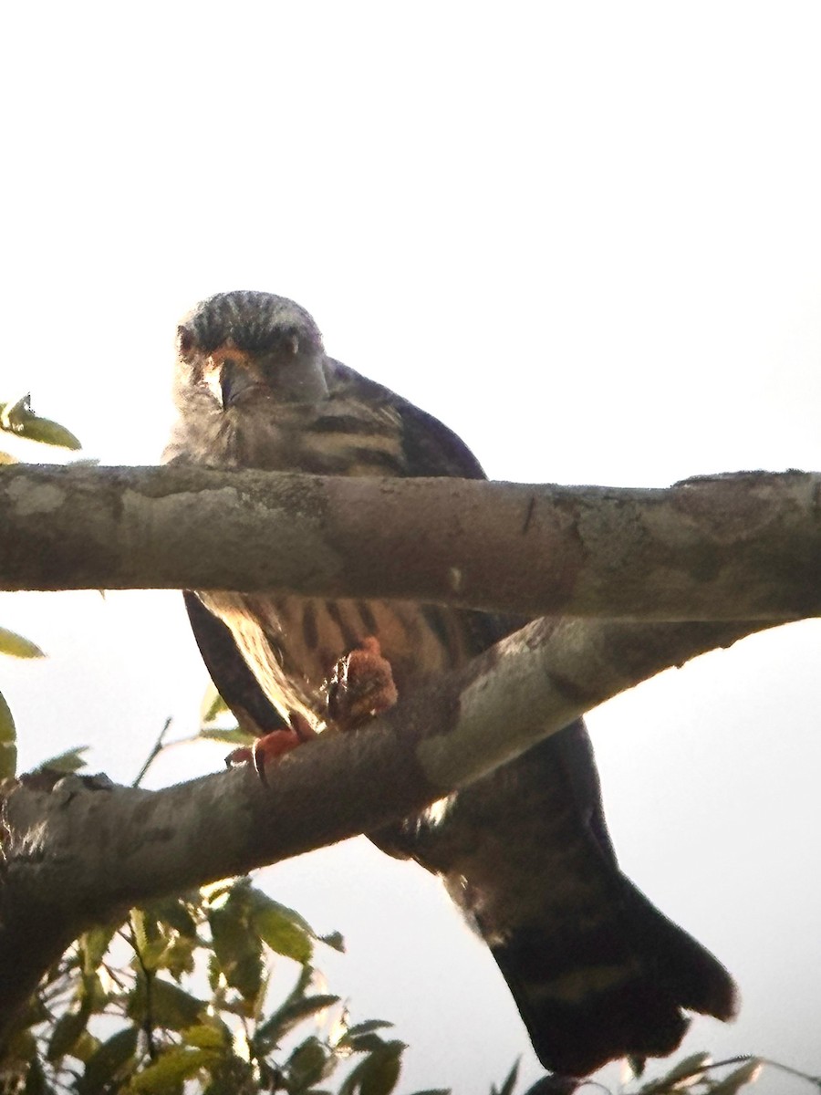 Plumbeous Kite - ML648956380