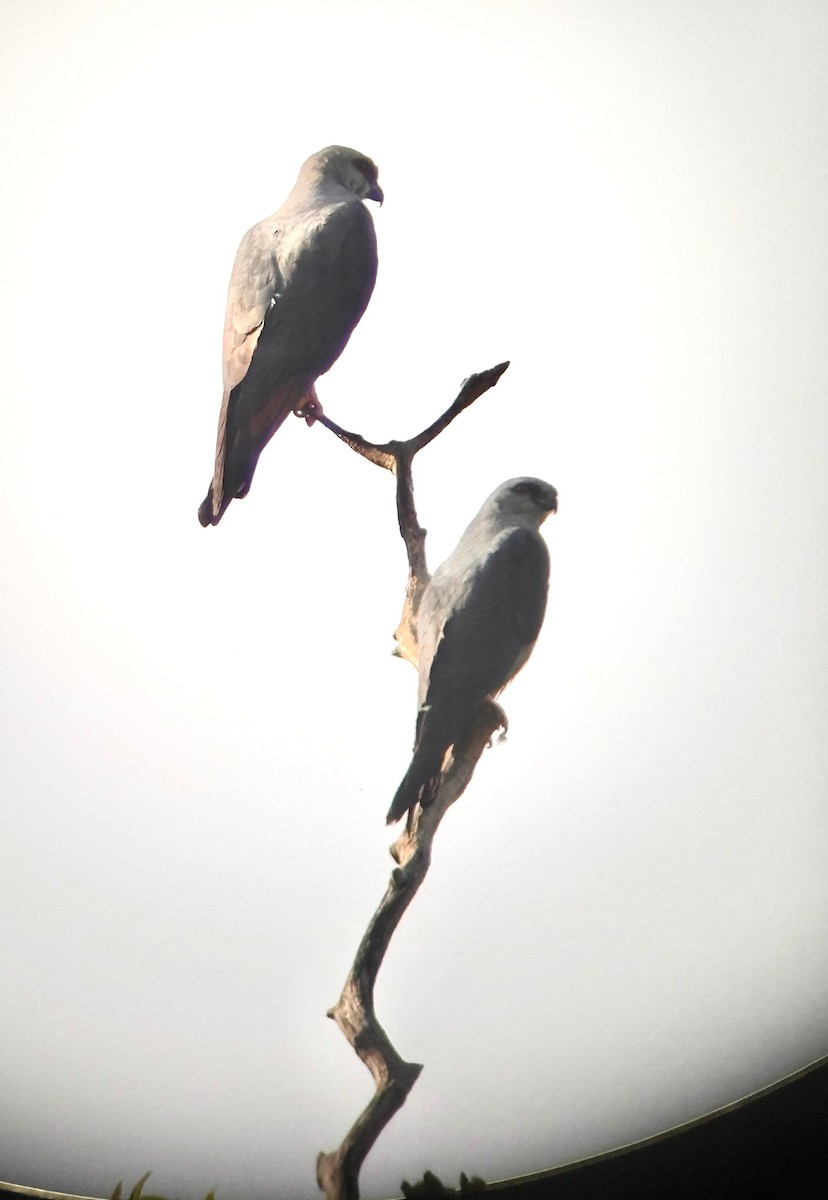 Plumbeous Kite - ML648956381