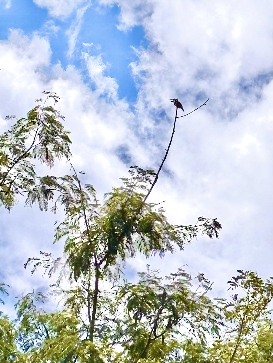 Buff-bellied Puffbird - ML648956528
