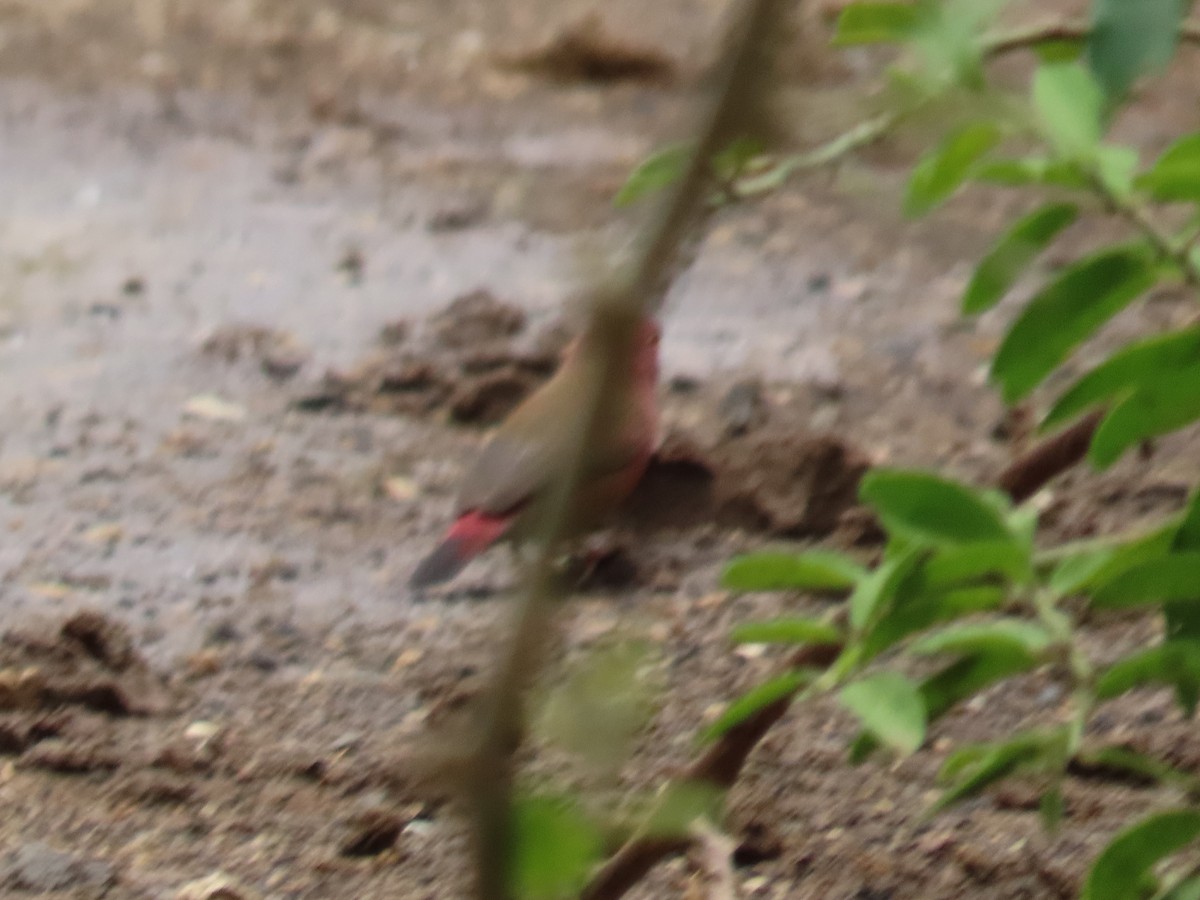 Amaranta Senegalesa - ML648956661