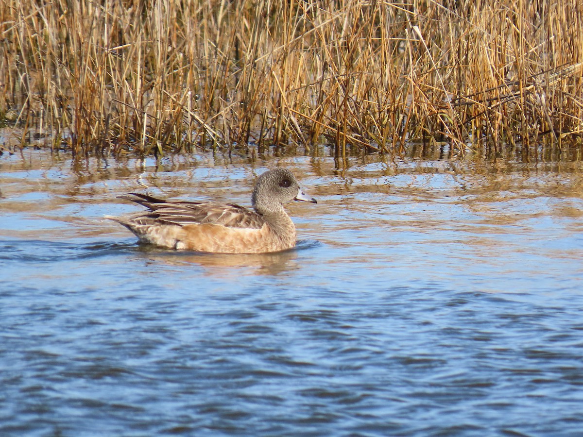 Kanadapfeifente - ML648956968