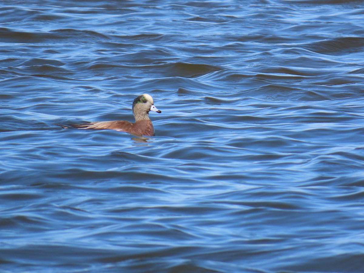 American Wigeon - Susan Wright