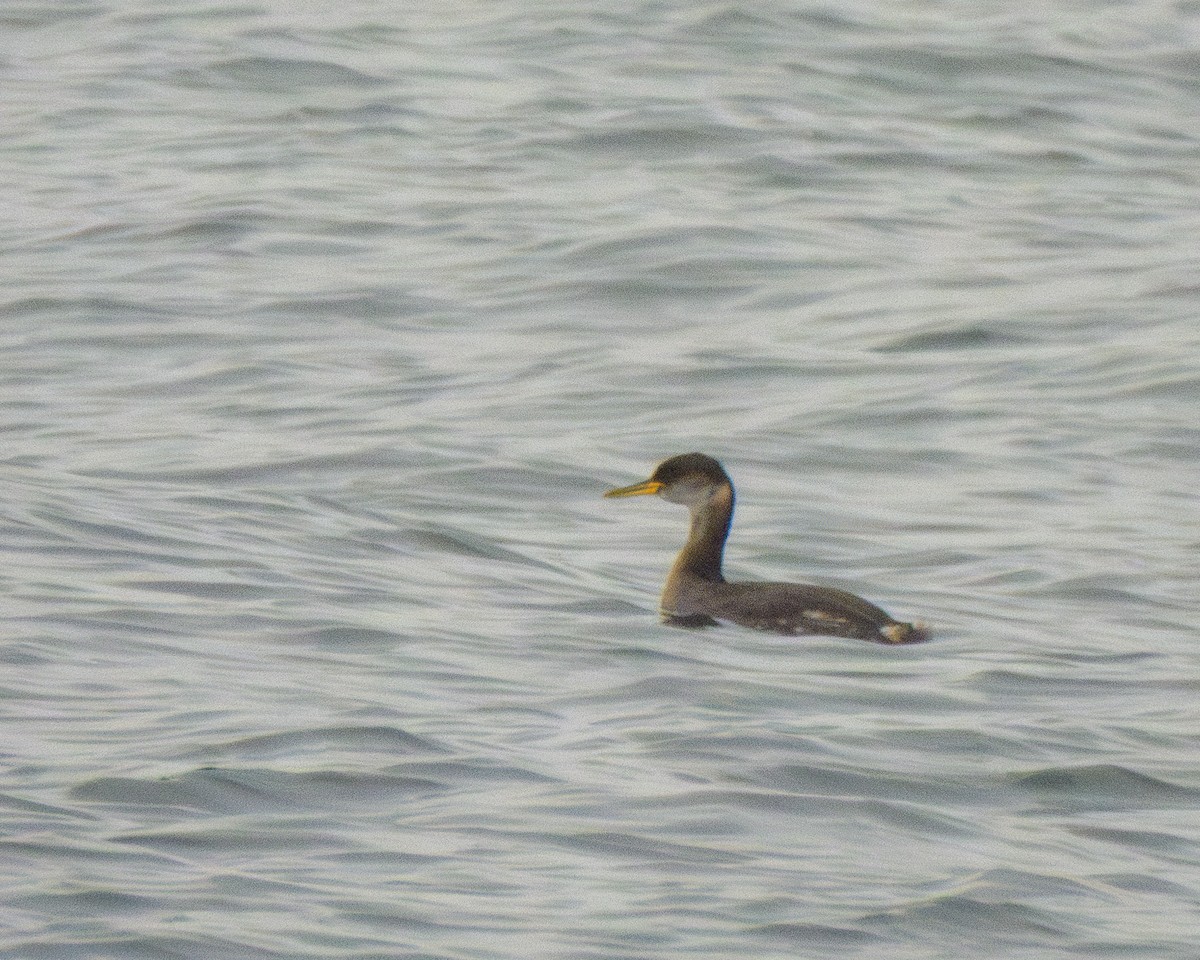 Red-necked Grebe - ML648957049