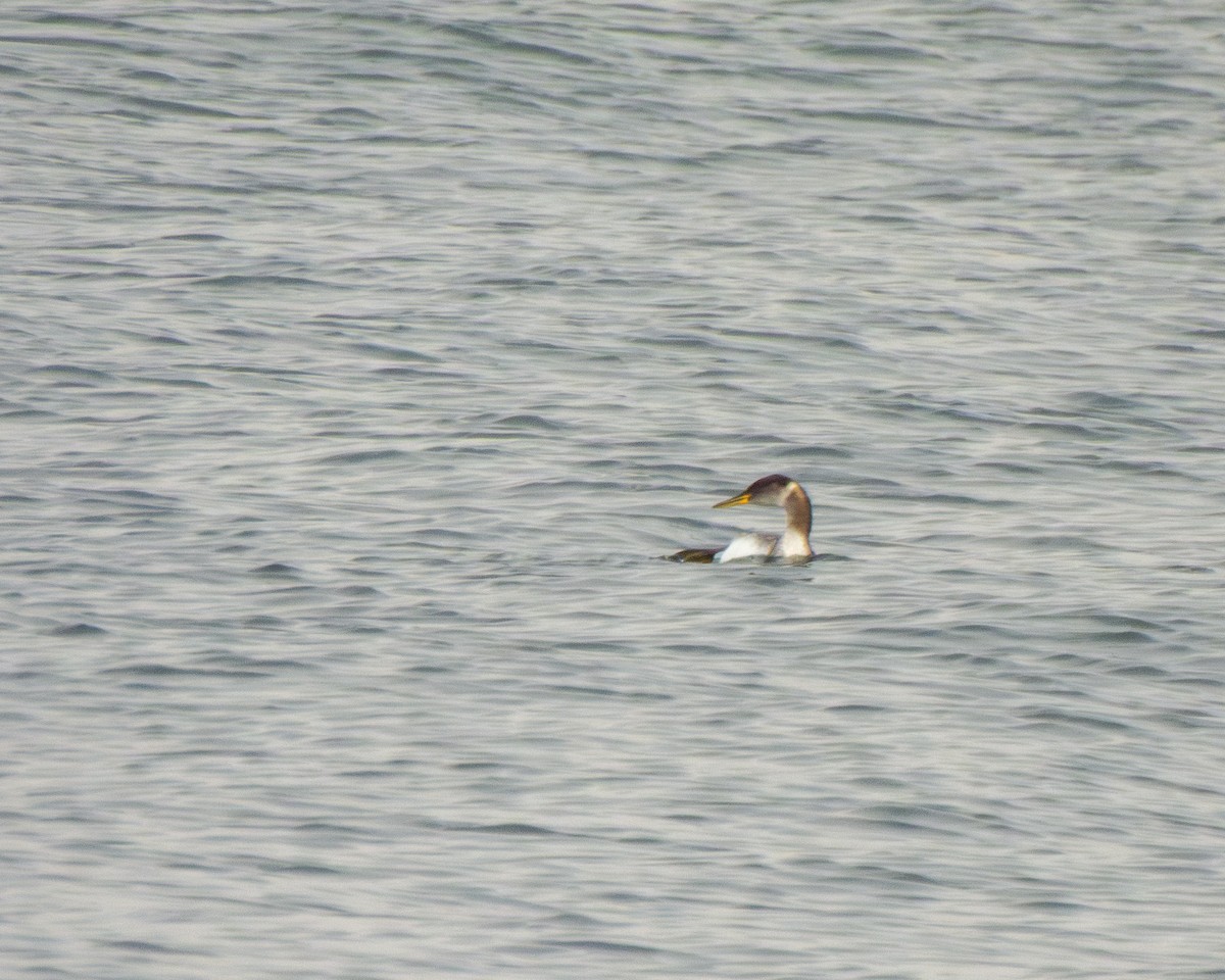 Red-necked Grebe - ML648957050