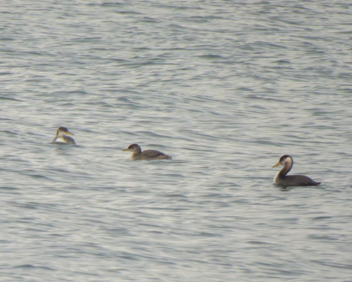 Red-necked Grebe - ML648957051
