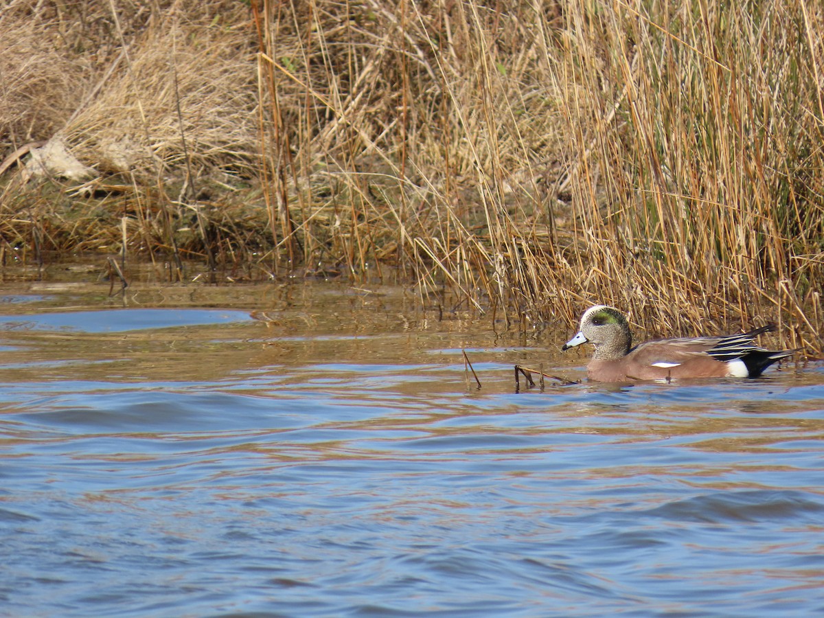 Kanadapfeifente - ML648957055