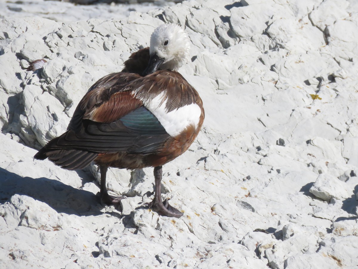 Paradise Shelduck - ML648957083
