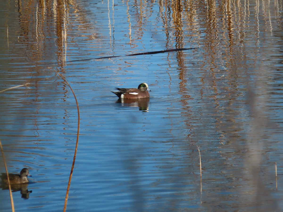 Kanadapfeifente - ML648957135