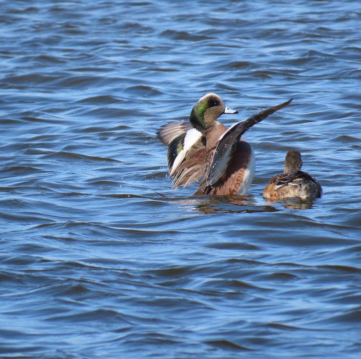American Wigeon - Susan Wright