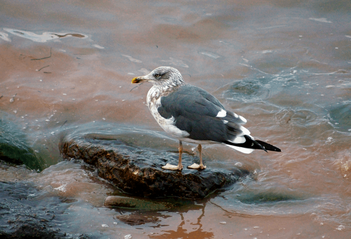 Lesser Black-backed Gull - ML648957213