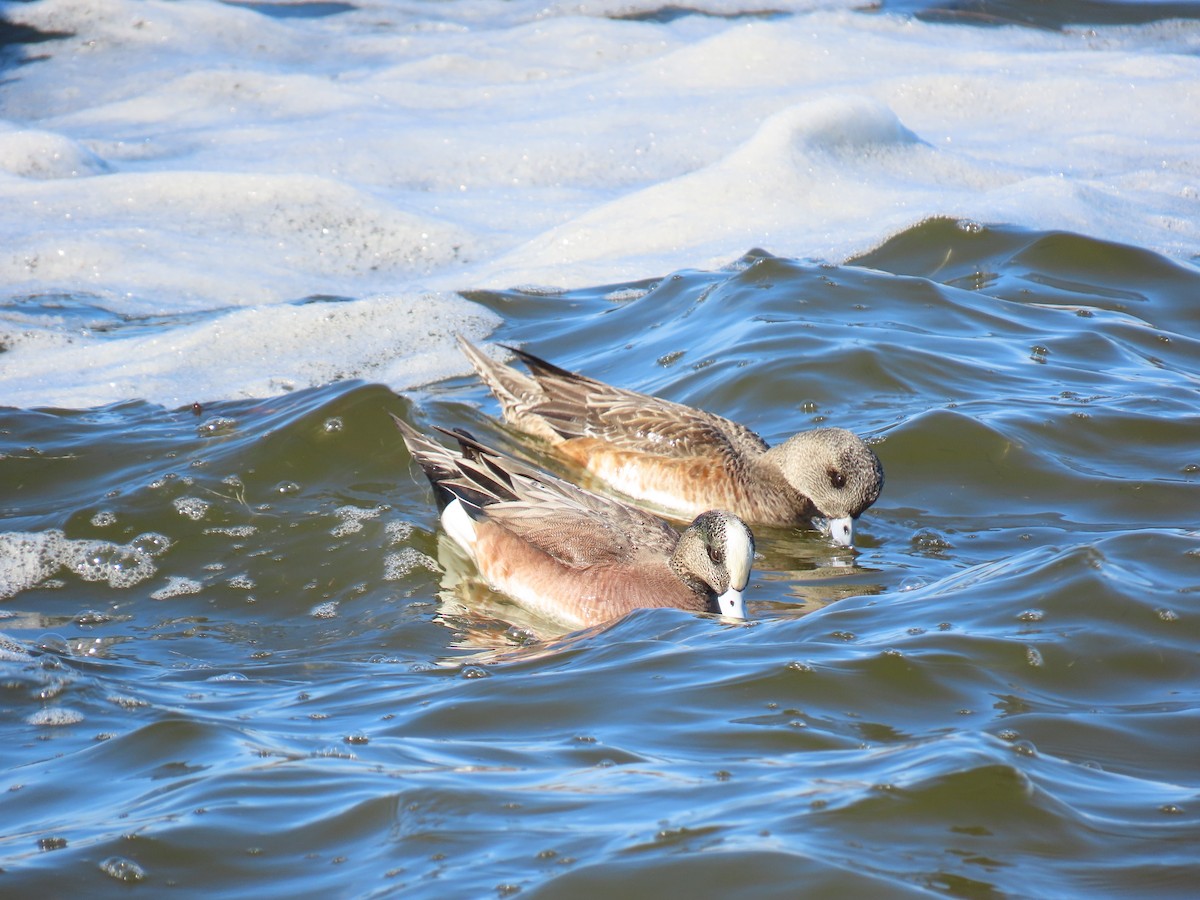 Kanadapfeifente - ML648957251