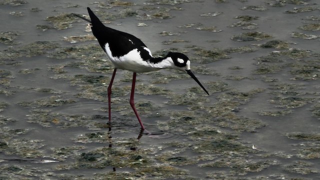 Black-necked Stilt (Black-necked) - ML648957276