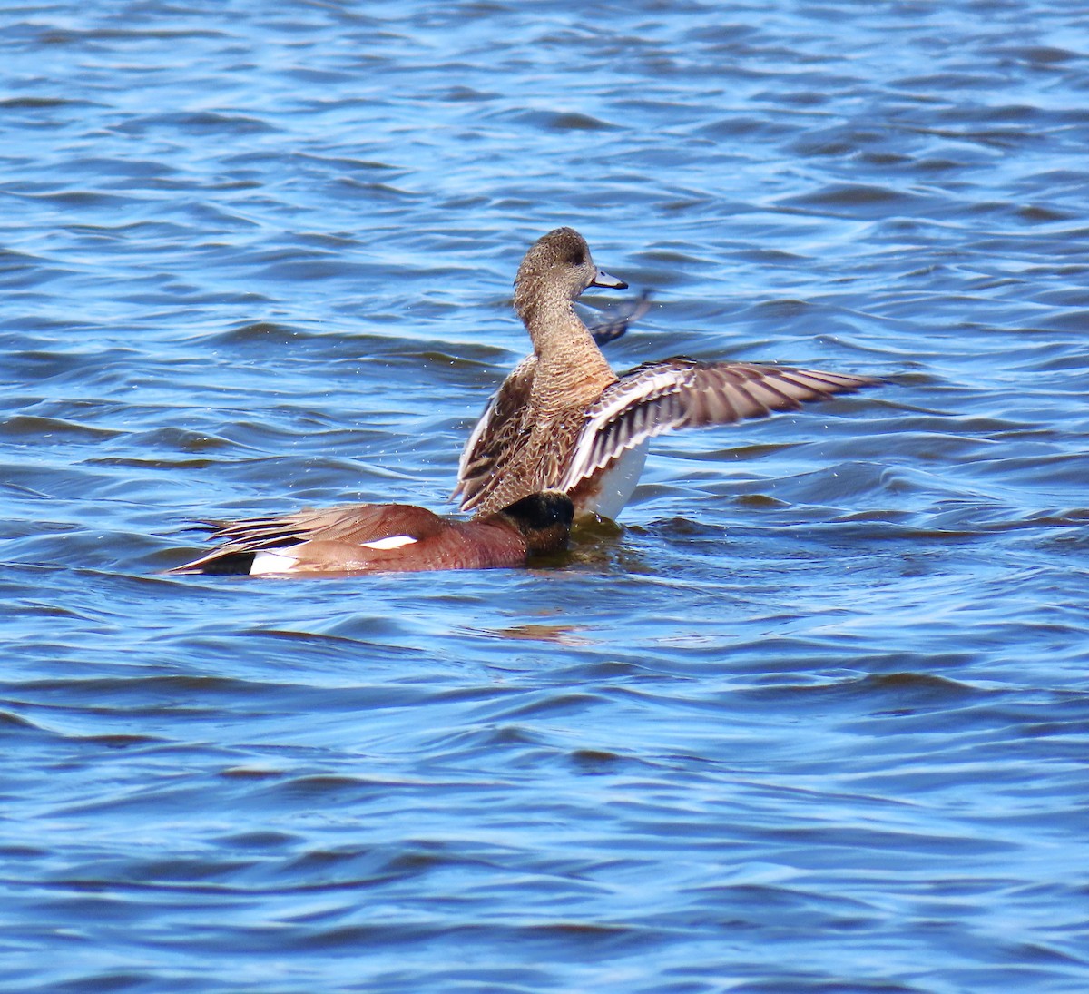 Kanadapfeifente - ML648957317