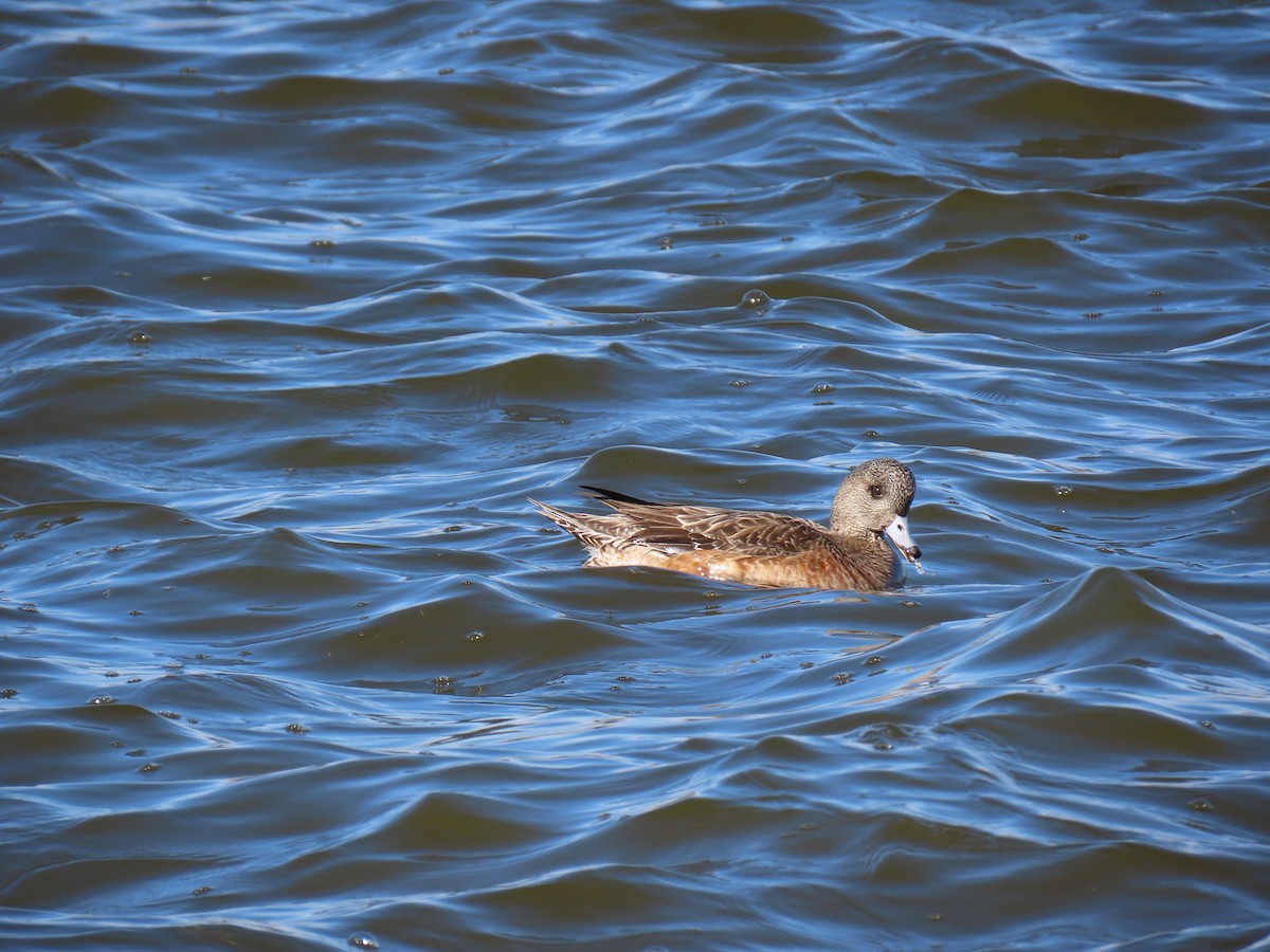 American Wigeon - Susan Wright