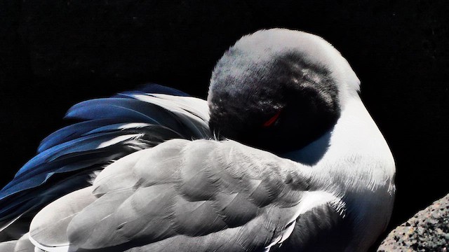 Swallow-tailed Gull - ML648957362