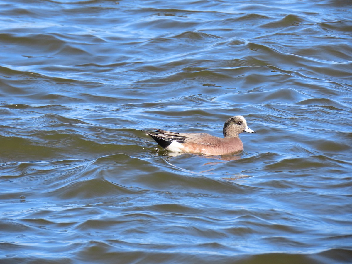 Kanadapfeifente - ML648957371