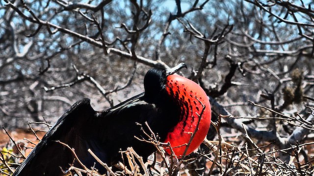 Great Frigatebird - ML648957511