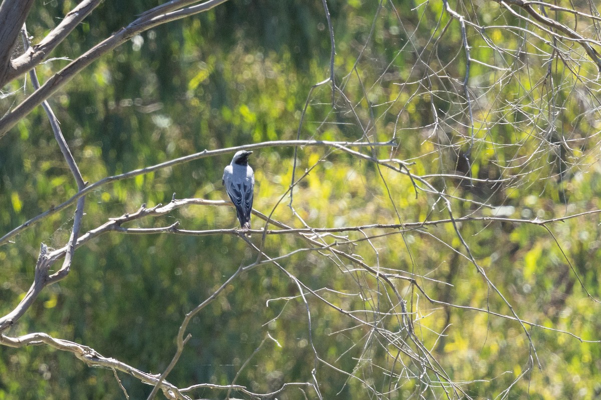 Échenilleur à masque noir - ML648957753