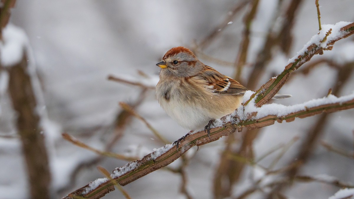 American Tree Sparrow - ML648957767