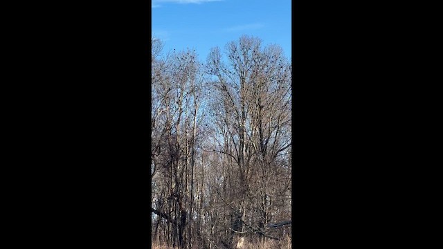 Common Grackle - ML648957900