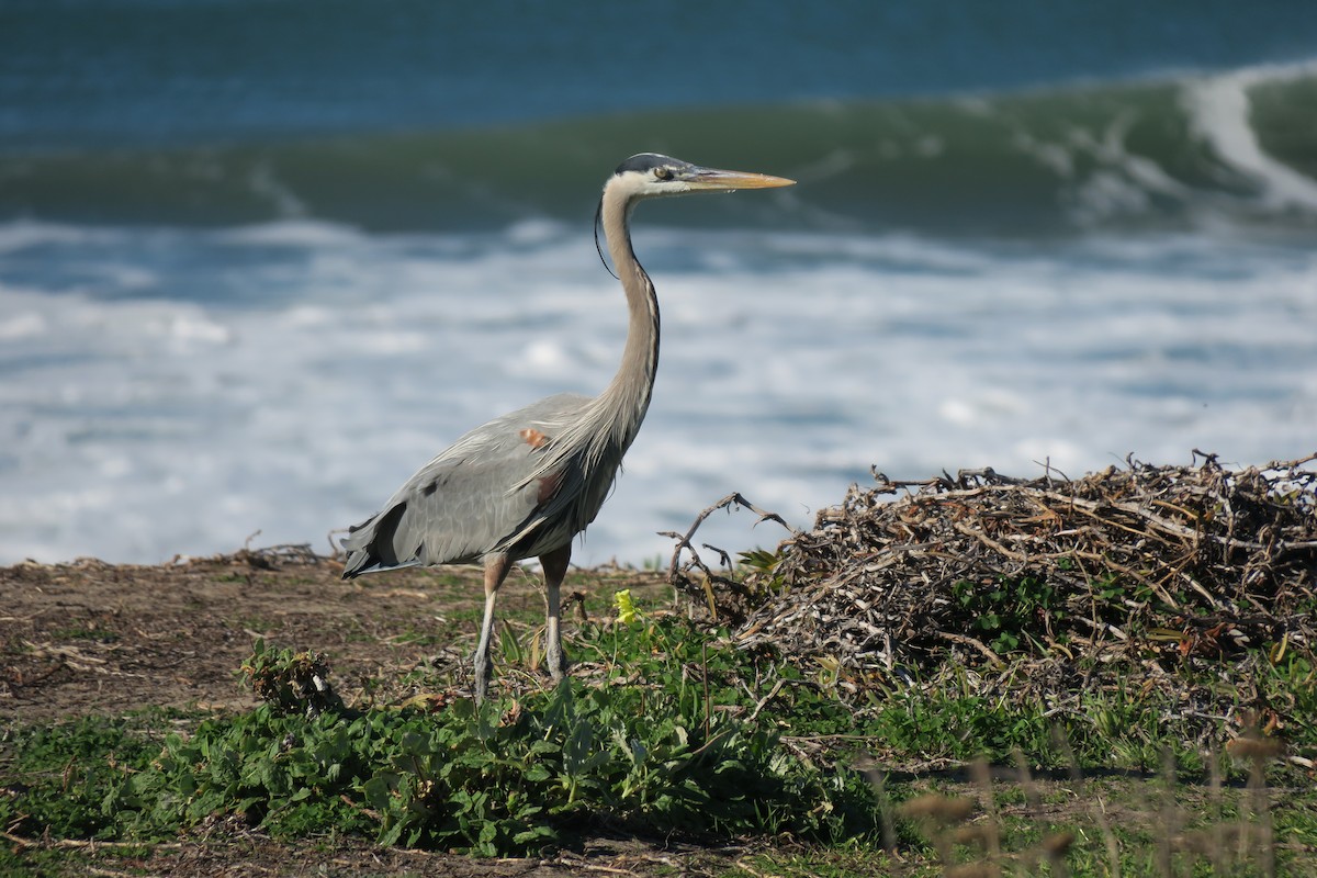 Grand Héron - ML648957911
