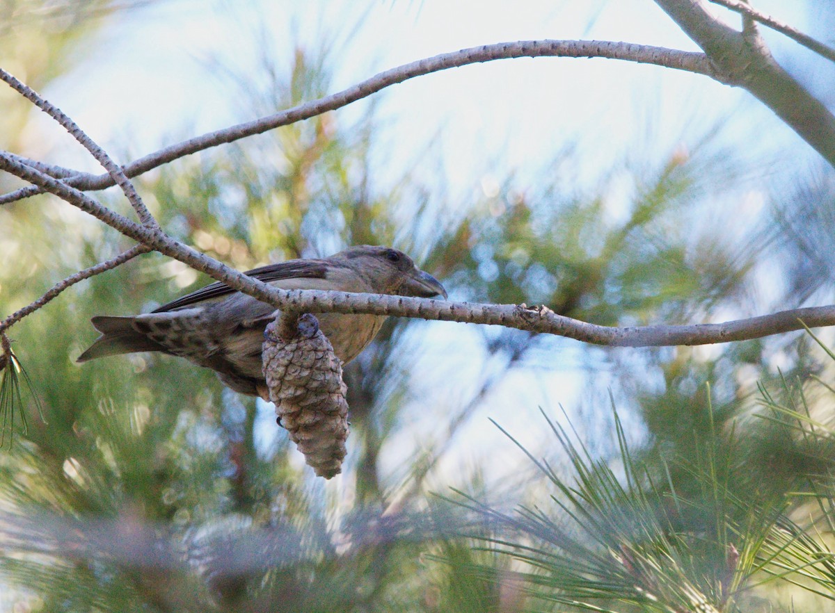 Bec-croisé des sapins - ML648957913