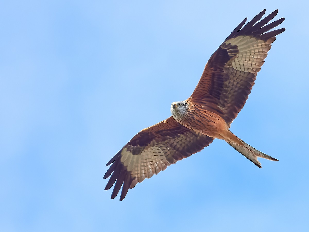 Milan royal - ML648957916