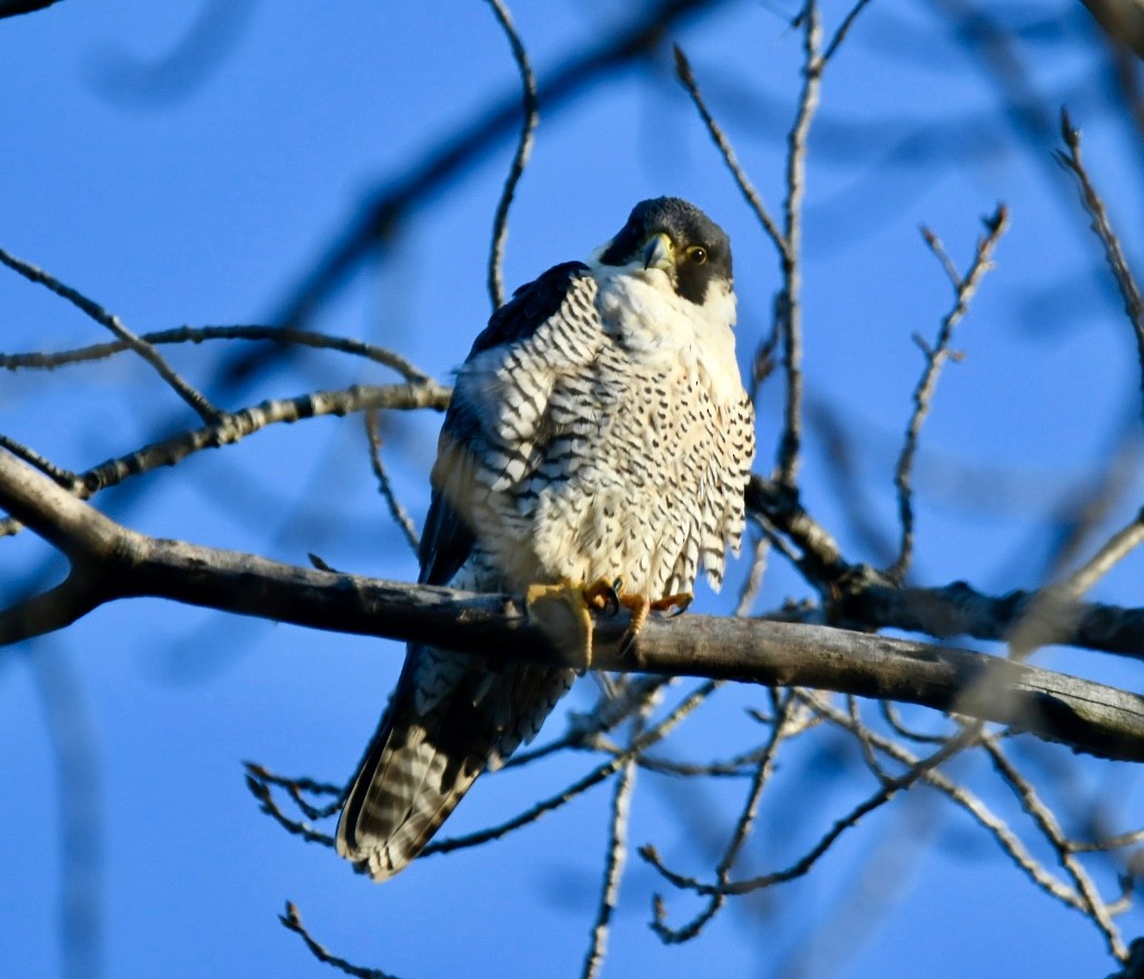 Faucon pèlerin - ML648957921