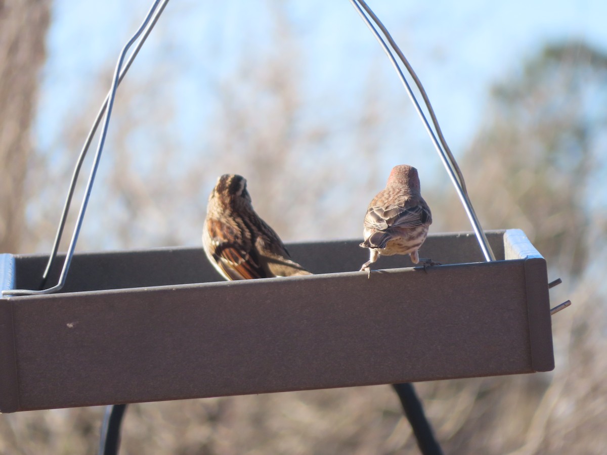 Bruant à gorge blanche - ML648957924