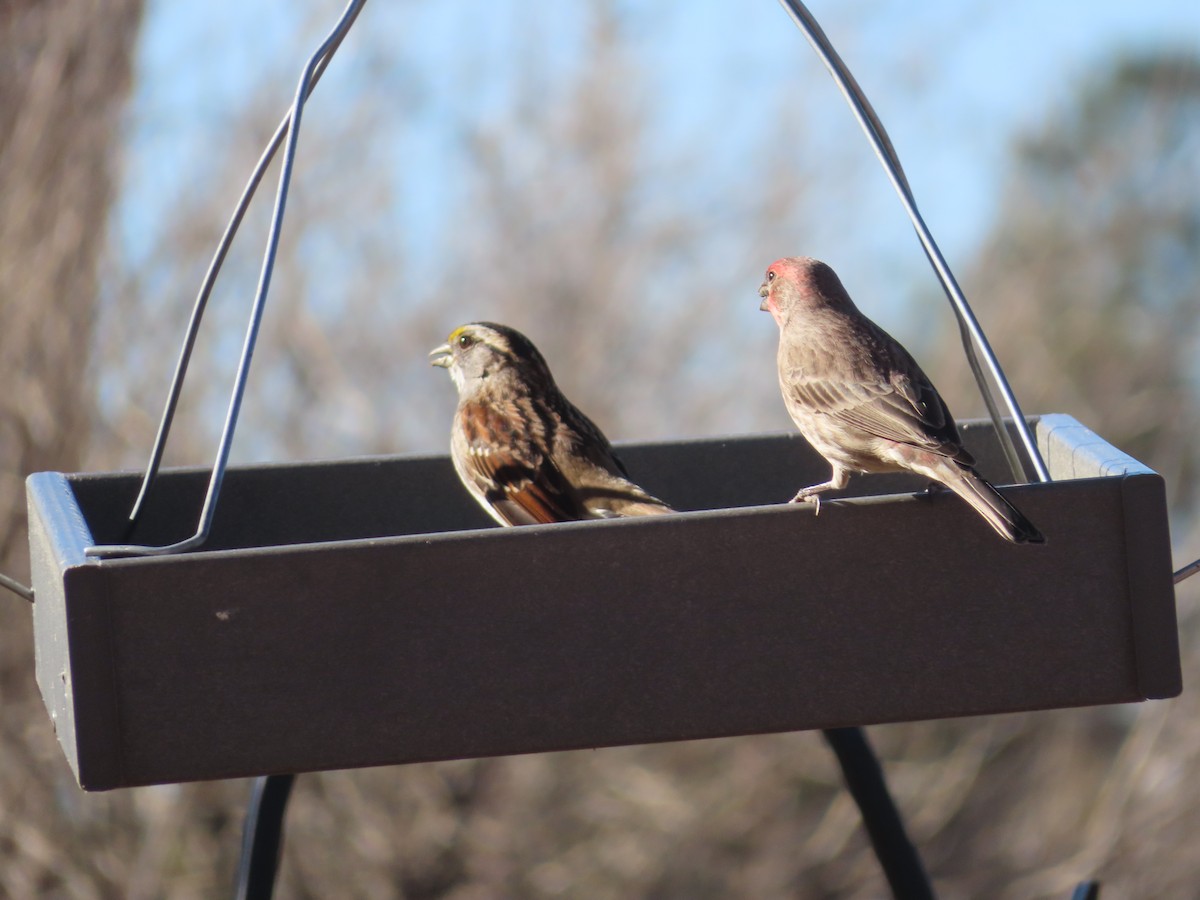 Bruant à gorge blanche - ML648957925